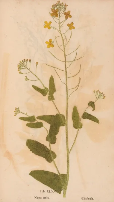 Ectypa Vegetabilium Pl 165