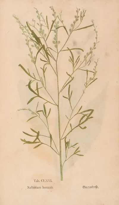 Ectypa Vegetabilium Pl 166