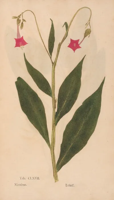 Ectypa Vegetabilium Pl 167