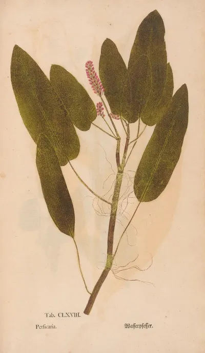 Ectypa Vegetabilium Pl 168