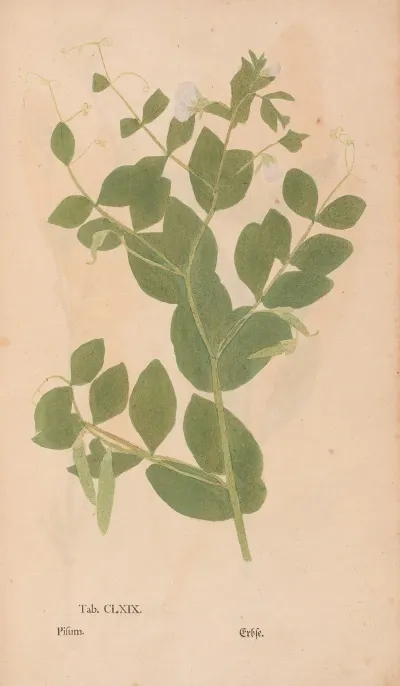 Ectypa Vegetabilium Pl 169