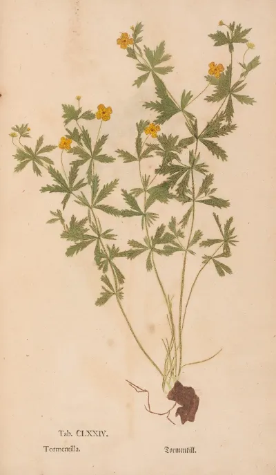 Ectypa Vegetabilium Pl 174