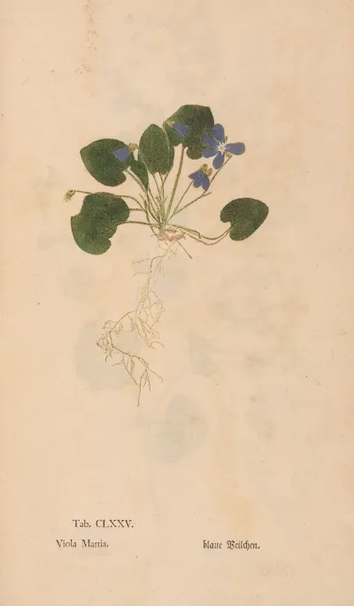Ectypa Vegetabilium Pl 175