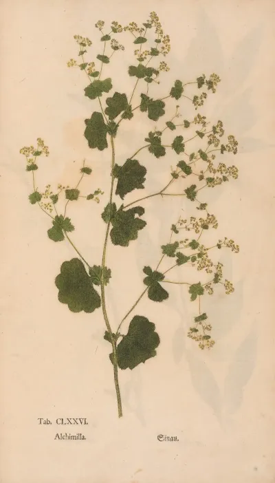Ectypa Vegetabilium Pl 176