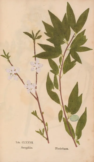 Ectypa Vegetabilium Pl 177