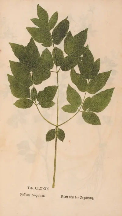 Ectypa Vegetabilium Pl 179