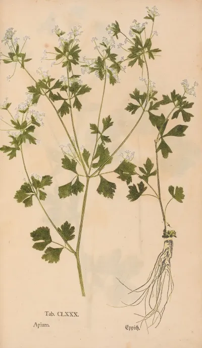Ectypa Vegetabilium Pl 180