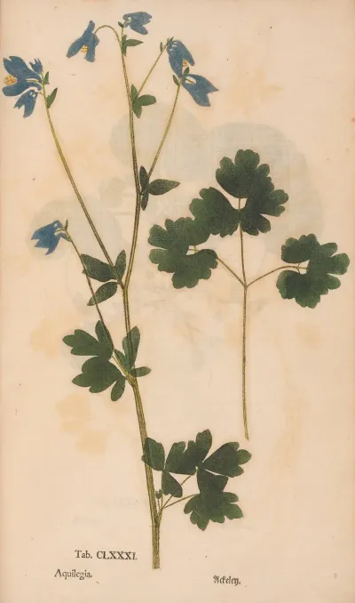 Ectypa Vegetabilium Pl 181