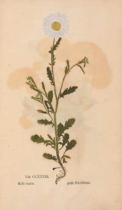 Ectypa Vegetabilium Pl 183