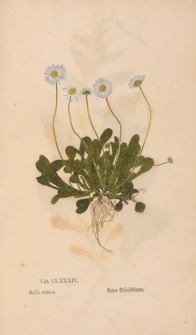 Ectypa Vegetabilium Pl 184