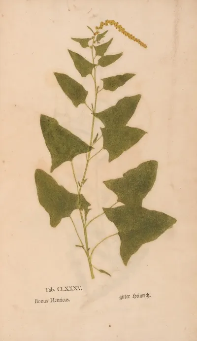 Ectypa Vegetabilium Pl 185