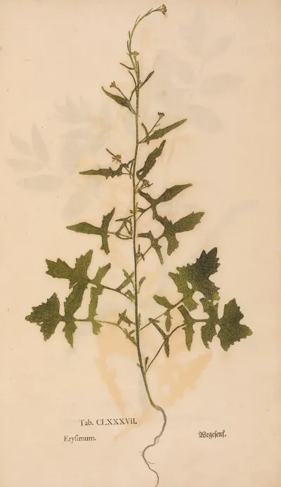 Ectypa Vegetabilium Pl 187