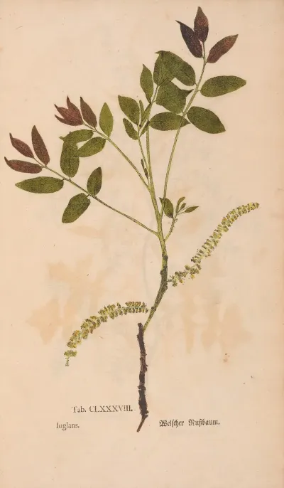 Ectypa Vegetabilium Pl 188