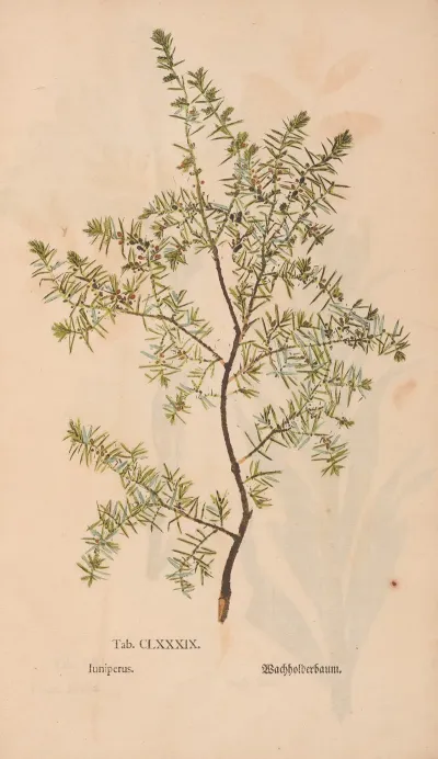 Ectypa Vegetabilium Pl 189