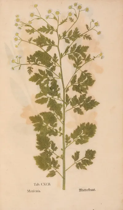 Ectypa Vegetabilium Pl 192