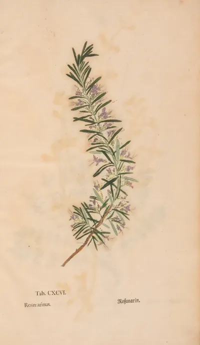 Ectypa Vegetabilium Pl 196