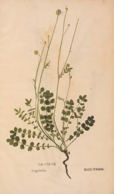 Ectypa Vegetabilium Pl 197