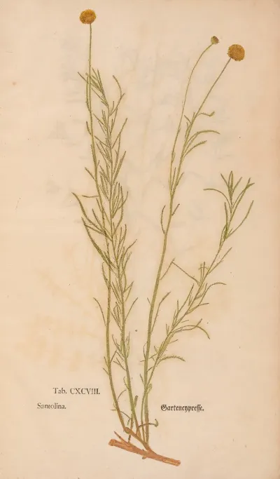 Ectypa Vegetabilium Pl 198