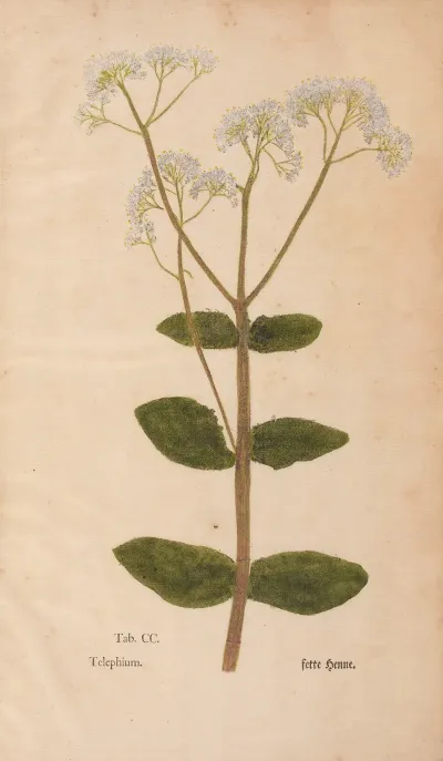 Ectypa Vegetabilium Pl 200