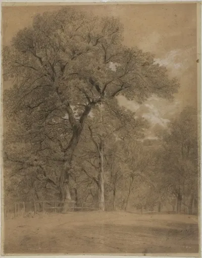 Edge Of A Forest