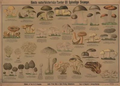 Edible Mushrooms 2