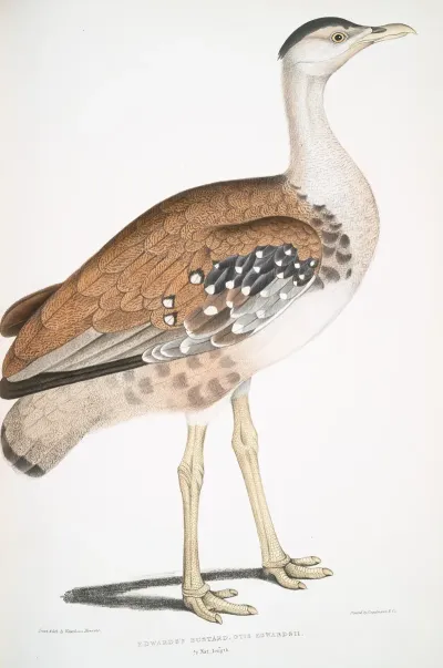 Edwards Bustard Otis Edwardsii