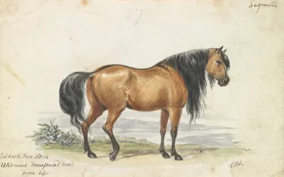 Eelback Dun Stock Ukraine Decussated Horse