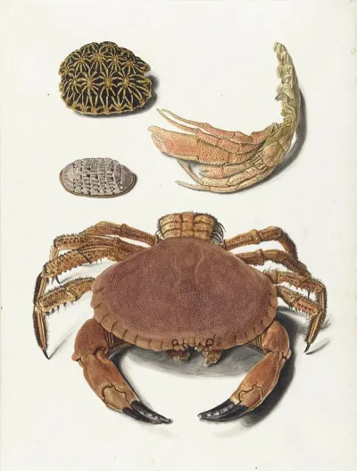 Een Krab Een Schaar Van Een Krab En Twee Schilden Van Schildpadden