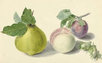 Een Peer Perzik Pruim En Noten After Michiel Van Huysum
