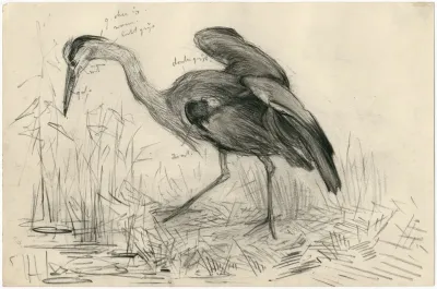 Een Reiger Aan De Waterkant