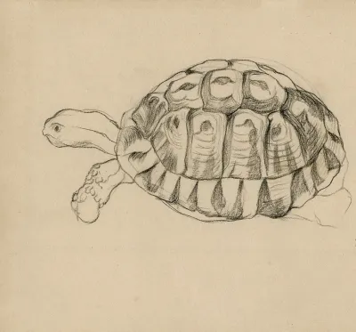 Een Schildpad