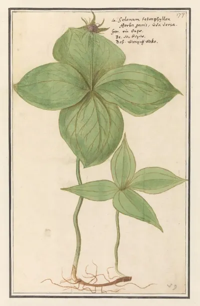 Eenbes Paris Quadrifolia Wolfs Besie Solanum Tetraphijllon Herba Paris Uva Versa Raisin De Renard
