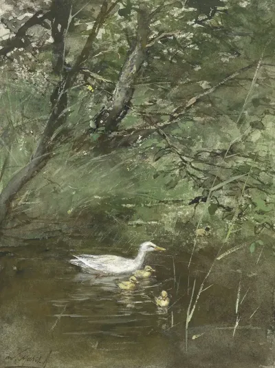 Eendjes In Het Water