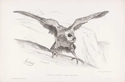 Effraye Oiseau De Proie