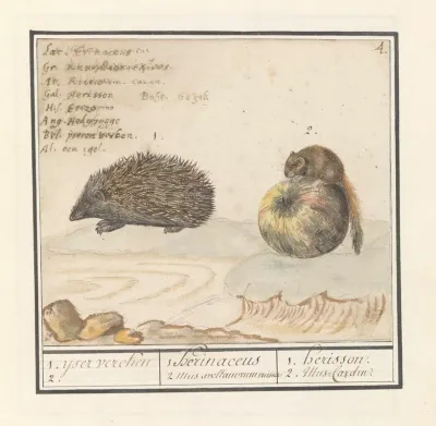 Egel Erinaceus Europaeus En Een Hazelmuis Muscardinus Avellanarius 1 Yser Vercken 2