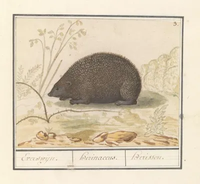 Egel Erinaceus Europaeus Everswijn Herinaceus Herisson
