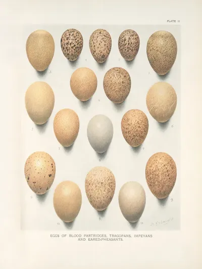 Eggs Of Blood Partridges Tragopans Impeyans And Eared Pheasants