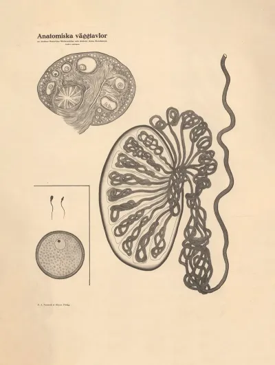 Eggs Sperm Etc