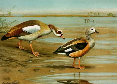 Egyptian Goose Orinoco Goose