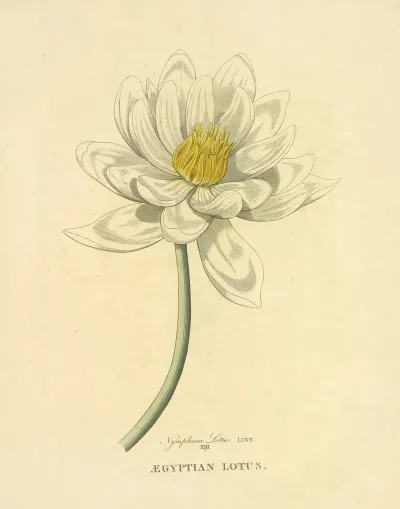 Egyptian Lotus