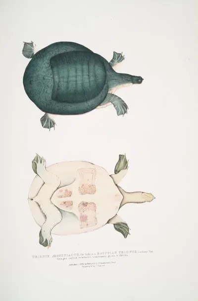 Egyptian Trionyx Tryonix Aegyptiacus Var Indica Ganges Called Sewteree Sometimes Grows To 240 Lbs