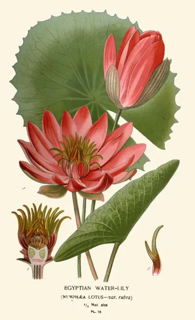 Egyptian Water Lily