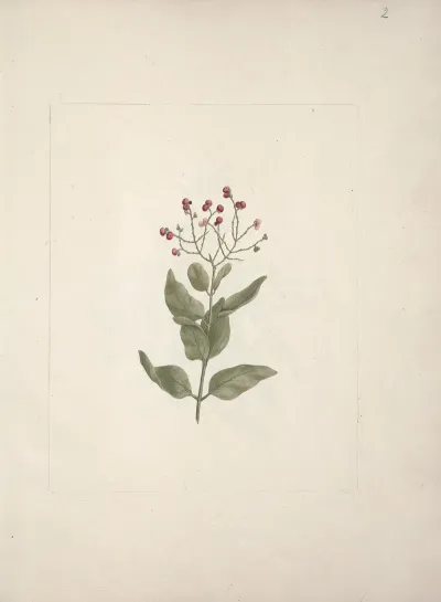 Ehretia Cymosa Thonning