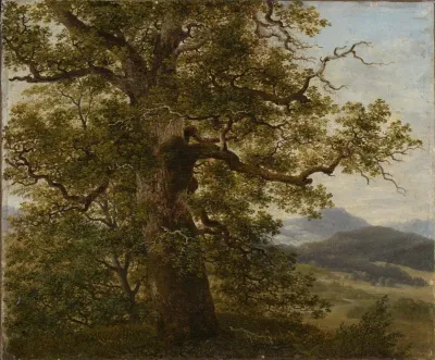 Eichbaum In Landschaft