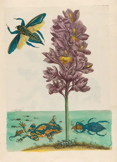 Eichhornia Crassipes 2