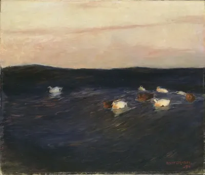 Eider Ducks
