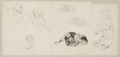 Eight Studies Of A German Pointer