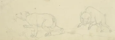 Ein Bar Und Ein Angriffslustiges Wildschwein