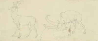 Ein Hirsch Und Ein Steinbock Der Sich Reibt