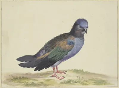 Eine Blaue Taube Mit Grunen Und Schwarzen Flugeln
